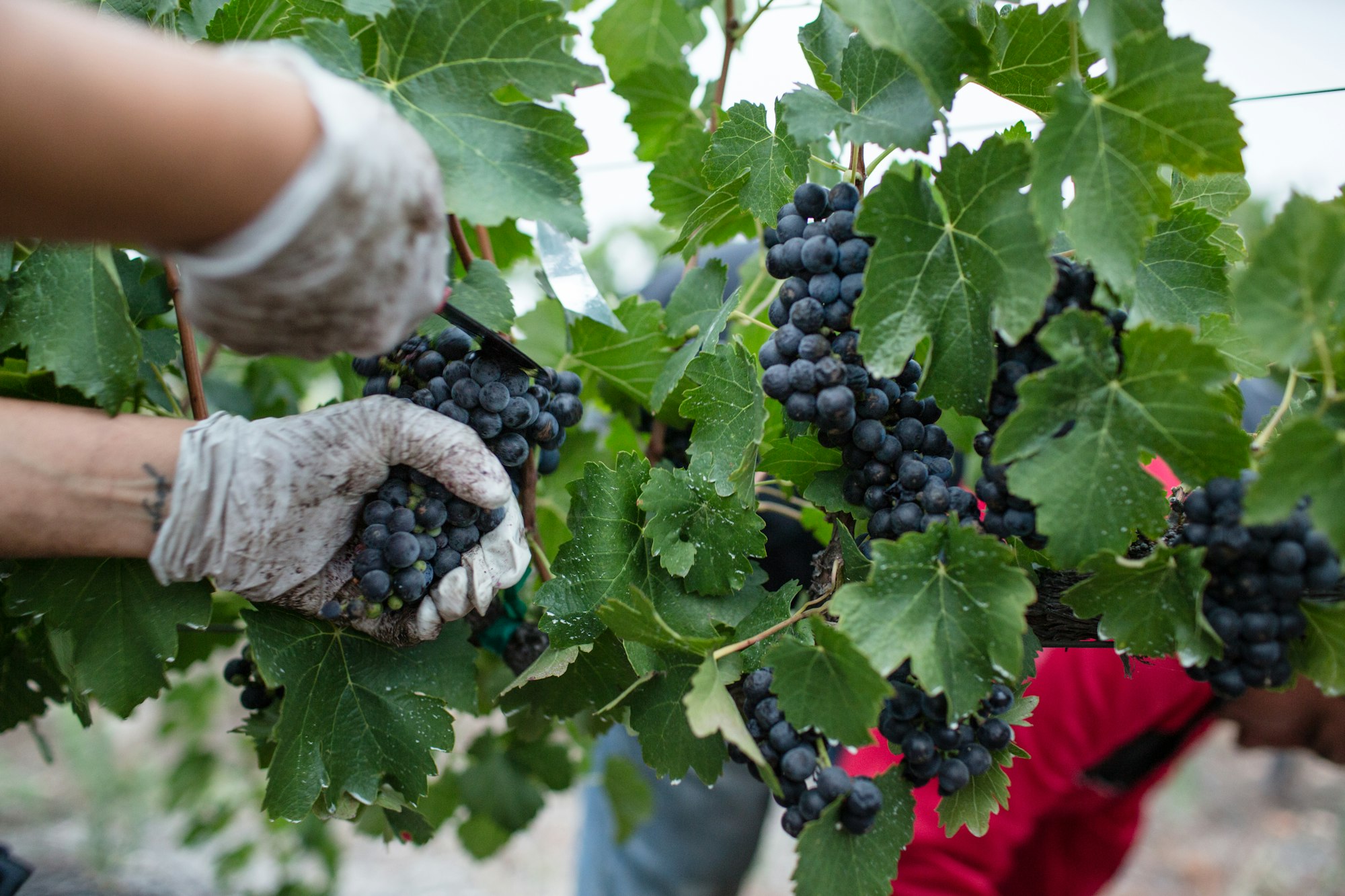 Bordeaux, in the vines during the grape harvest