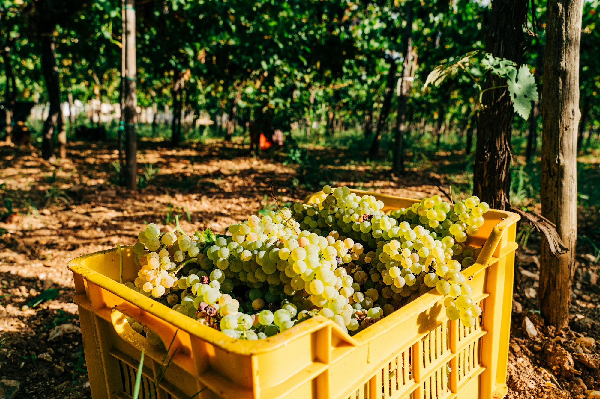 Champagne: the harvest in Reims and on the Montagne de Reims