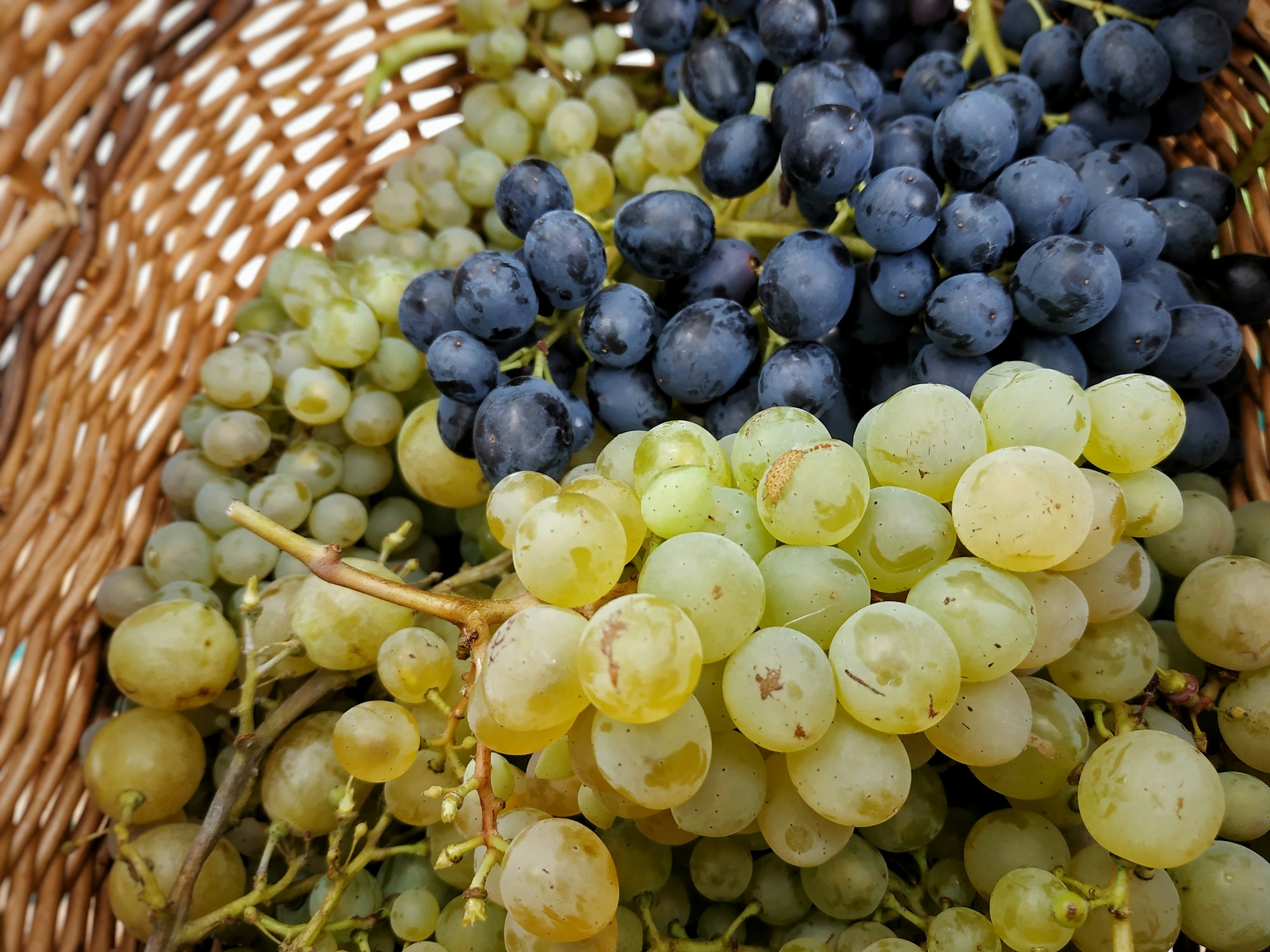 Languedoc, the grape harvest seen from Montpellier
