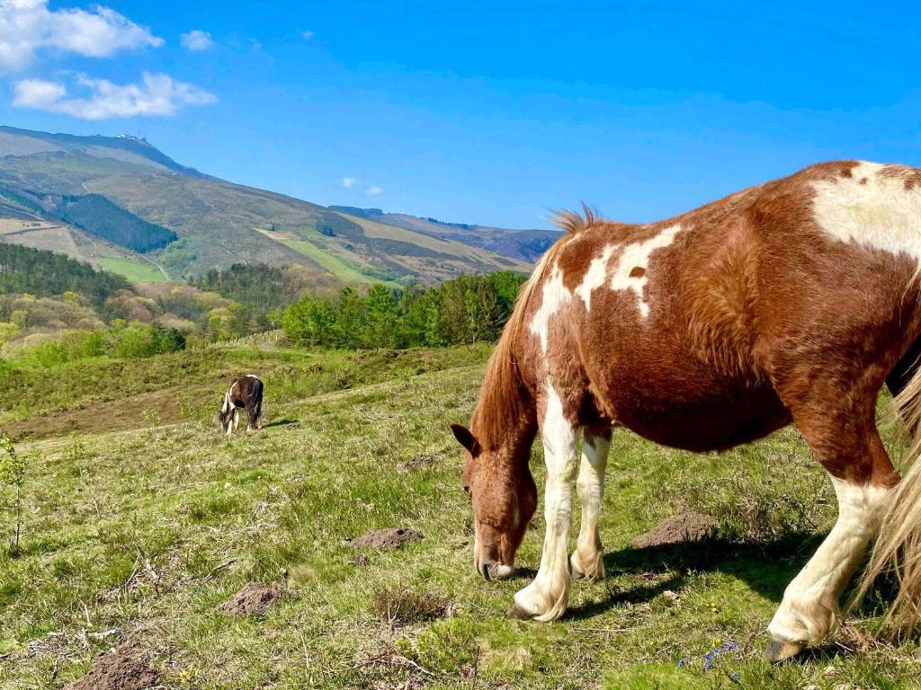 Fotografie n° 44/45