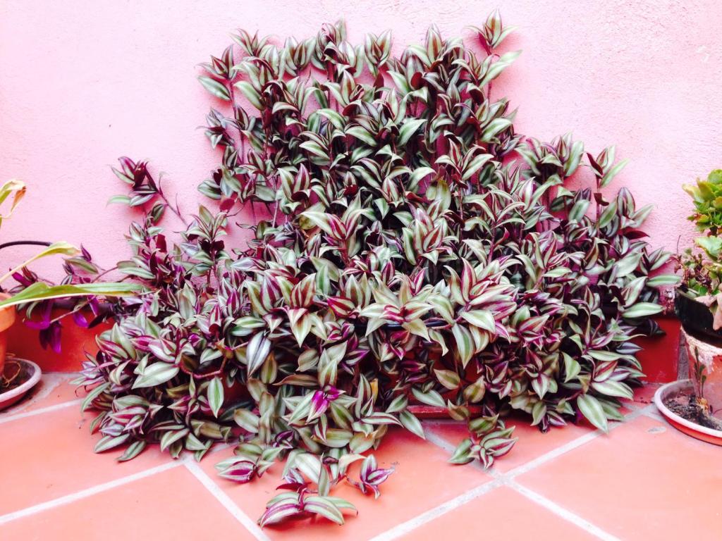 Fotografie n° 36/45