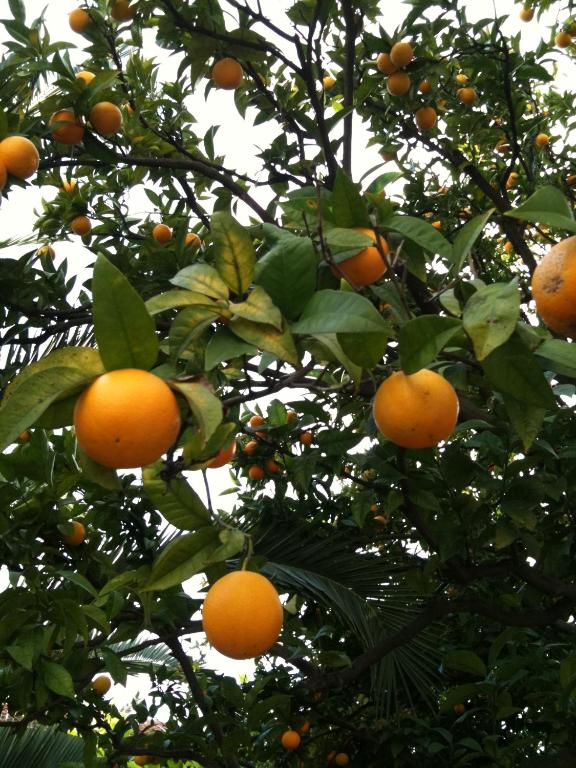 Fotografie n° 35/35