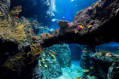 Acquario di Biarritz