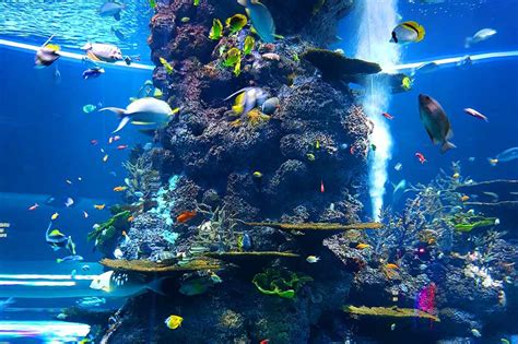 Acquario La Rochelle